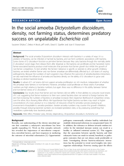 In the social amoeba Dictyostelium discoideum, density, not farming