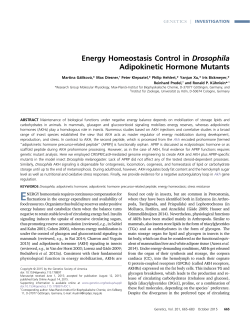 Energy Homeostasis Control in Drosophila Adipokinetic