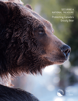 Protecting Canada`s Grizzly Bear