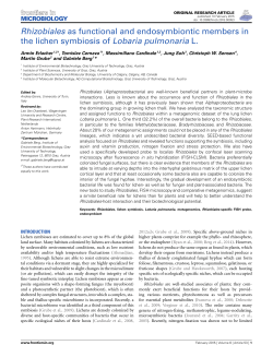 Rhizobiales as functional and endosymbiontic members in the