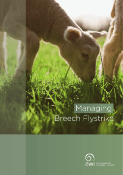 Managing Breech Flystrike - Australian Wool Innovation
