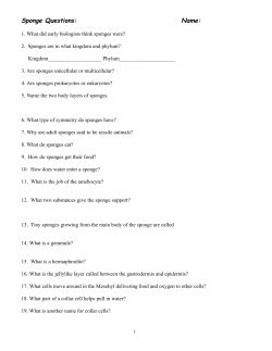 Sponge Questions: Name: