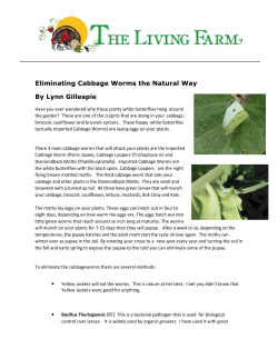 Eliminating Cabbage Worms the Natural Way By Lynn Gillespie