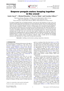 Emperor penguin mates: keeping together in the crowd