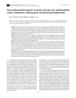 Three-dimensional analysis of mouse rod and