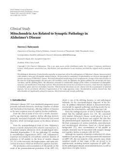 Mitochondria Are Related to Synaptic Pathology in Alzheimer`s