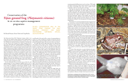 Fijian ground frog (Platymantis vitianus)