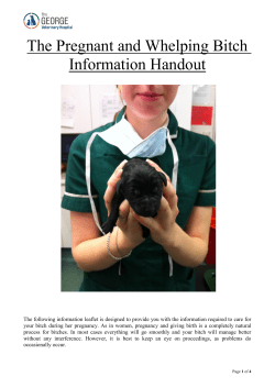 The Pregnant and Whelping Bitch Information Handout