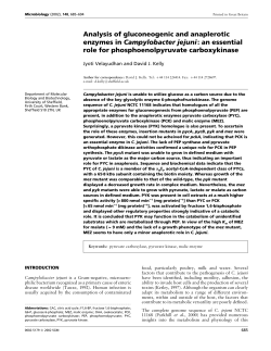Analysis of gluconeogenic and anaplerotic enzymes in