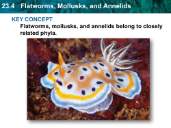 23.4 Flatworms, Mollusks, and Annelids
