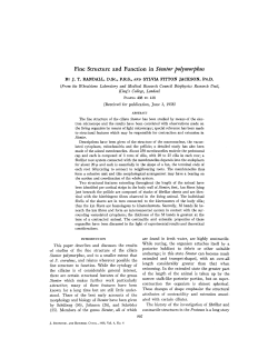 Fine Structure and Function in Stentor polymorphus