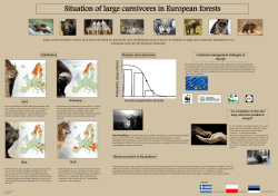 Situation of large carnivores in European forests