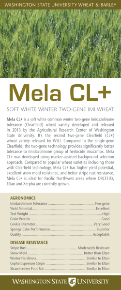 Mela CL+ - WSU Small Grains - Washington State University