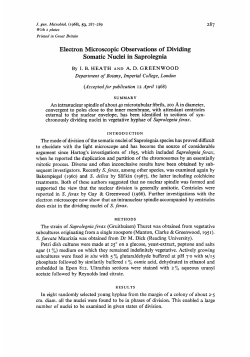 Electron Microscopic Observations of Dividing