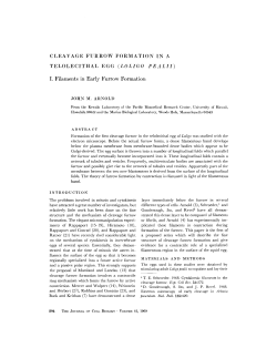 CLEAVAGE FURROW FORMATION IN A TELOLECITHAL EGG