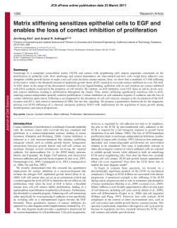 Matrix stiffening sensitizes epithelial cells to EGF and enables the