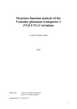 Structure-function analysis of the Vesicular glutamate transporter 1