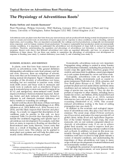 The Physiology of Adventitious Roots