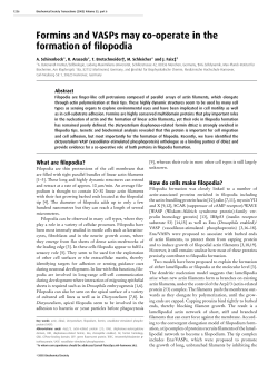 Formins and VASPs may co-operate in the formation of filopodia