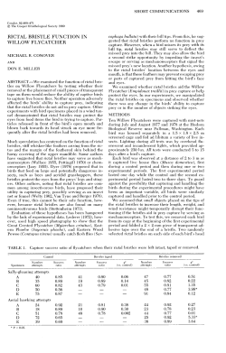 Rictal Bristle Function in Willow Flycatcher