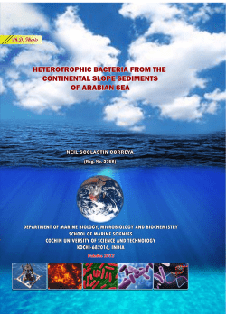 Heterotrophic bacteria from the continental slope sediments