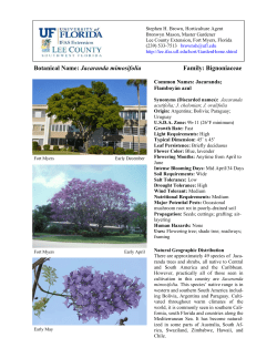 Jacaranda mimosifolia - Lee County Extension