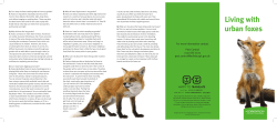 Living with urban foxes - Craigour Park Primary School