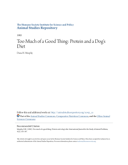 Too Much of a Good Thing: Protein and a Dog`s Diet