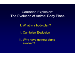 C b i E l i ambrian Explosion: Cambrian Explosion: The Evolution