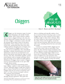 Chiggers - AgriLife.org