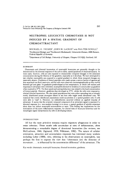 neutrophil leucocyte chemotaxis is not induced by a spatial gradient