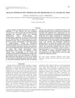 muscle power output during escape responses in an antarctic fish