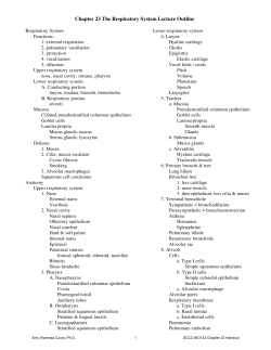 Chapter 23 The Respiratory System Lecture Outline