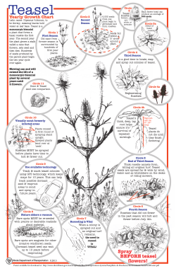 Teasel - Wild Things Community