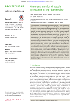 Convergent evolution of vascular optimization in kelp (Laminariales)