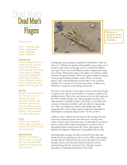 Dead man`s fingers - BURNTCOAT HEAD PARK