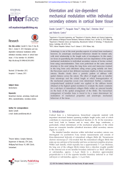 Orientation and size-dependent mechanical modulation within