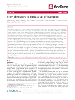 From dinosaurs to birds: a tail of evolution