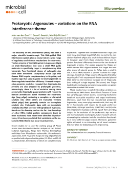 Prokaryotic Argonautes &ndash; variations on the RNA
