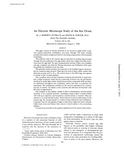 An Electron Microscope Study of the Rat Ovum