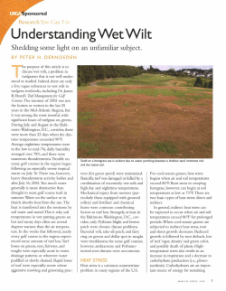 Understanding Wet Wilt Shedding some light on an unfamiliar subject.