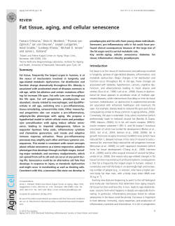 Fat tissue, aging, and cellular senescence