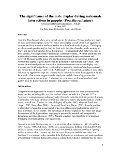 The significance of the male display during male