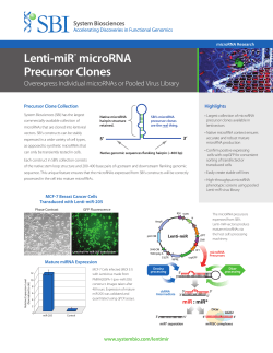 Lenti-miR&trade; microRNA Precursor Clones