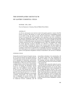 the endoplasmic reticulum of gastric parietal cells