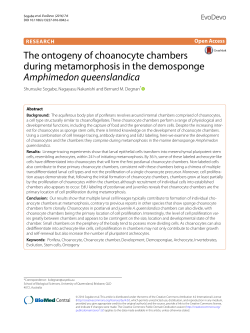 The ontogeny of choanocyte chambers during