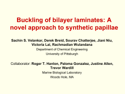 Buckling of bilayer laminates: A novel approach to synthetic papillae