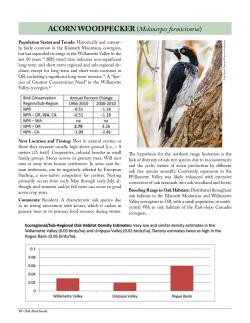 ACORN WOODPECKER (Melanerpes formicivorus)