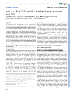 Induction of the G2/M transition stabilizes haploid