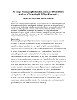 Hummingbird MMcKinley - Michael McKGyver McKinley